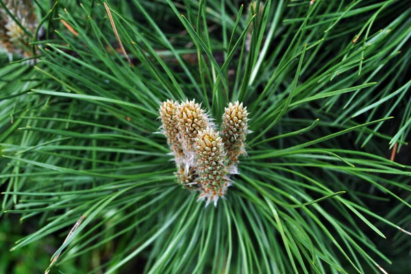 Pine Branch Texture Closeup New Brown Buds Top View Background Stock Picture