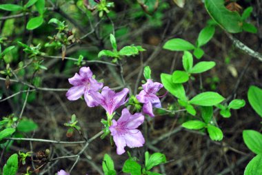 Mor rhododendron çiçekleri, üst görünüm, yumuşak yeşil bulanık yapraklar ve gri dallar arka plan
