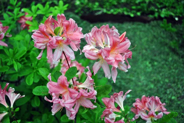 Fleurs Rhododendron Rose Feuilles Floues Vert Tendre Fond Herbe — Photo
