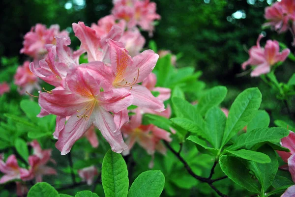 Fleurs Rhododendron Rose Détail Rapproché Fond Feuilles Floues Vert Tendre — Photo