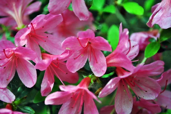 Pink Rhododendron Flowers Close Detail Soft Green Blurry Leaves Background — Stock Photo, Image