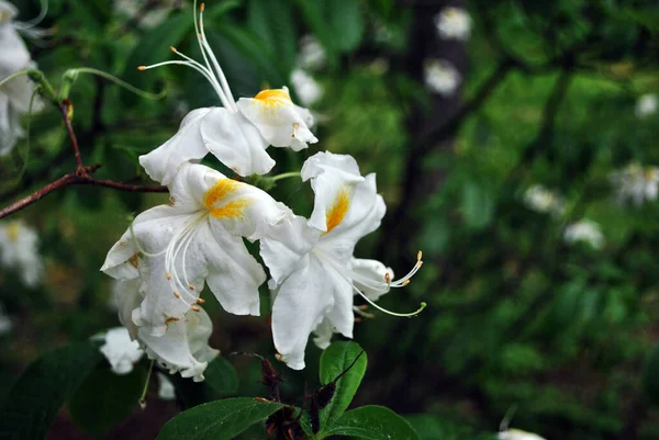 Weiße Rhododendron Blüten Mit Gelber Mitte Nahaufnahme Detail Weiche Dunkelgrüne — Stockfoto