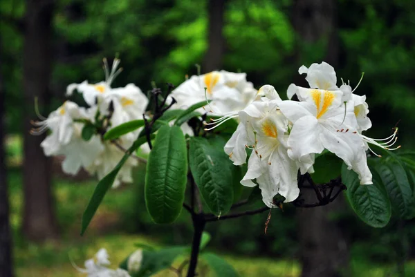 Fleurs Blanches Rhododendron Avec Centre Jaune Détail Gros Plan Fond — Photo