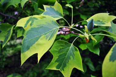 Liriodendron tulipifera (Aureomarginatum, Amerikan lale ağacı, lale ağacı, lale kavak, kiremit, sarı-kavak) yeşil-sarı yapraklı ve koyu yeşil tomurcuklu dal