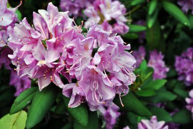 Yumuşak pembe kabarık yapraklı rhododendron çiçekleri, yeşil bulanık yapraklı arka plan