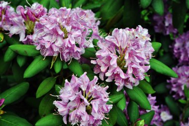 Yumuşak pembe rhododendron çiçekleri, yeşil bulanık yapraklar arkaplan, üst görünüm kapatma ayrıntıları