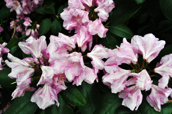 Fleurs Rhododendron Rose Fond Feuilles Floues Vert Tendre Vue Sur — Photo