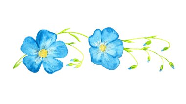 Linum perenne (çok yıllık keten, mavi keten, iplik) tomurcuklu mavi çiçekler, davetiye, kart, baskı, posterler, desenler için izole edilmiş el boyası suluboya çizim elementi