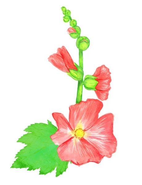 Red Alcea Rosea Common Hollyhock Mallow Flower Stem Green Leaves — Stock Photo, Image
