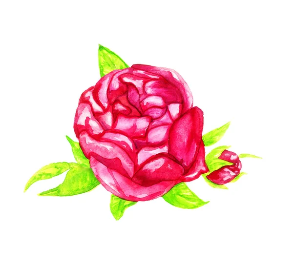 Bright Red Rose Green Leaves Buds Top View Isolated Hand — 图库照片