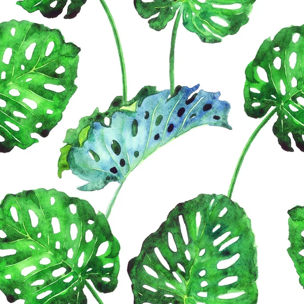 Gespaltene Philodendronblätter Handgemalte Aquarell Illustration Nahtlose Mustergestaltung Auf Weißem Hintergrund — Stockfoto