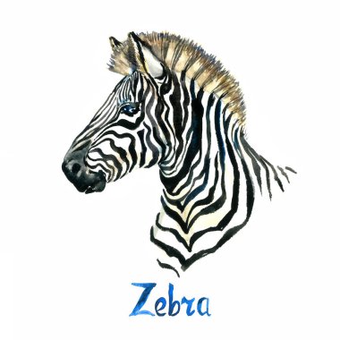 Zebra portresi, elle boyanmış suluboya resim beyaza izole edilmiş, tasarım elementi