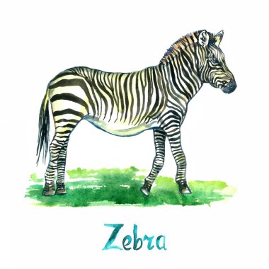 Zebra ayakta, yan görünüm, elle boyanmış suluboya çizimi beyaza izole edilmiş, tasarım elementi
