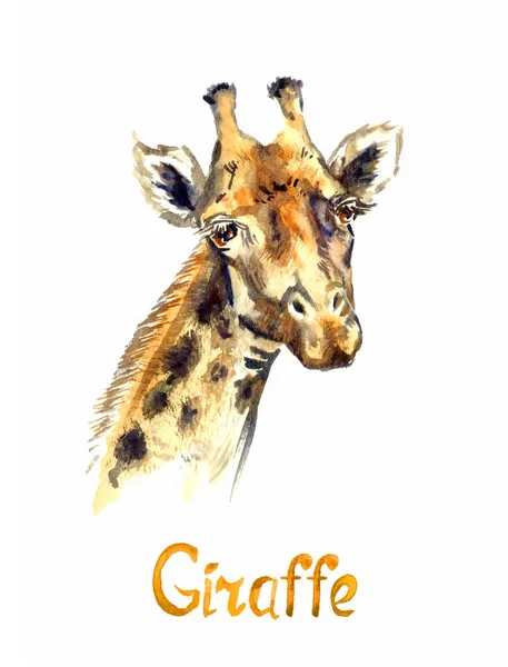 Giraffe Ansigt Portræt Håndmalet Akvarel Illustration Isoleret Hvid Element Til - Stock-foto