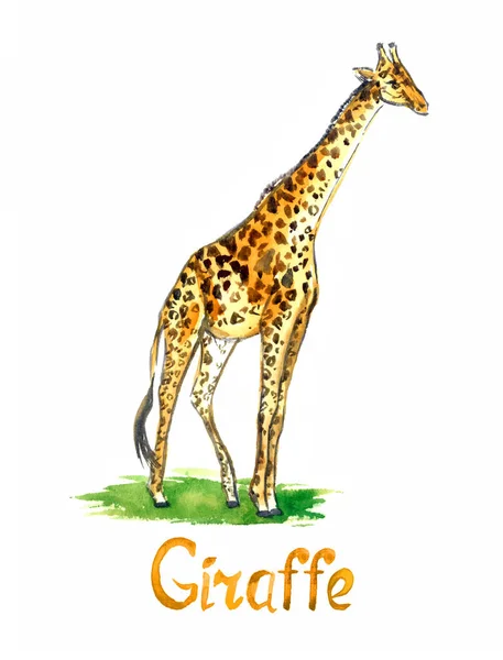 Giraffe Stående Græs Glade Side View Håndmalede Akvarel Illustration Isoleret - Stock-foto
