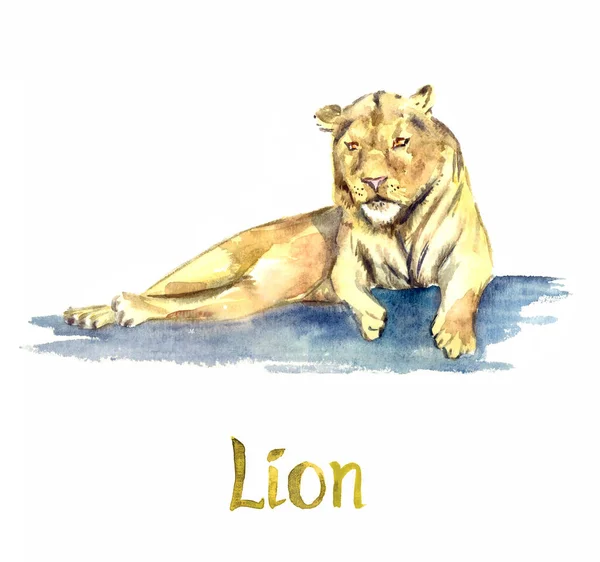 Lioness Portrait Handpainted Watercolor Illustration Isolated White Element Design — 图库照片