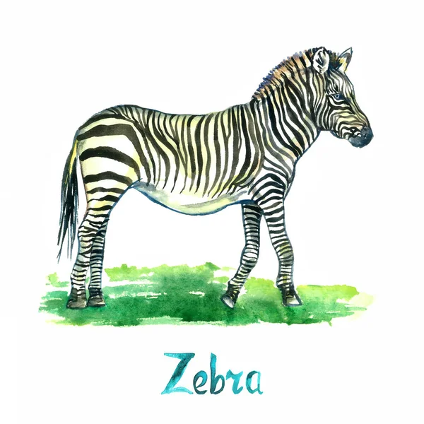 Zebra Standing Side View Handpainted Watercolor Illustration Isolated White Element — 图库照片