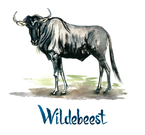 Antilope Wildebeest Acquerello Dipinto Mano Isolato Bianco Elemento Design — Foto Stock