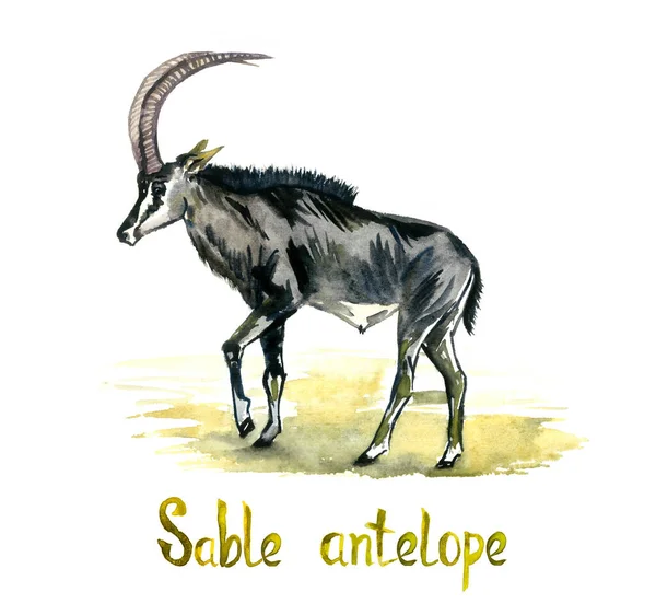 Sable Antilope Disegno Acquerello Dipinto Mano Isolato Bianco Elemento Design — Foto Stock