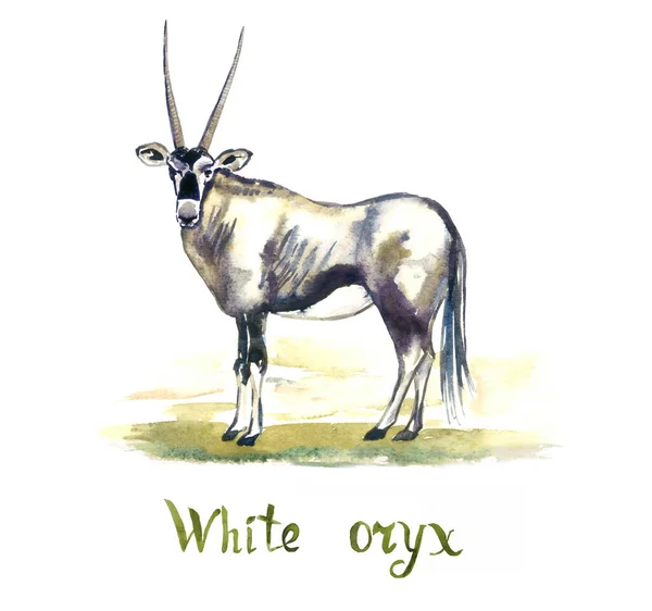 Biała Antylopa Oryksowa Ręcznie Malowana Ilustracja Akwarelowa Izolowana Białym Element — Zdjęcie stockowe
