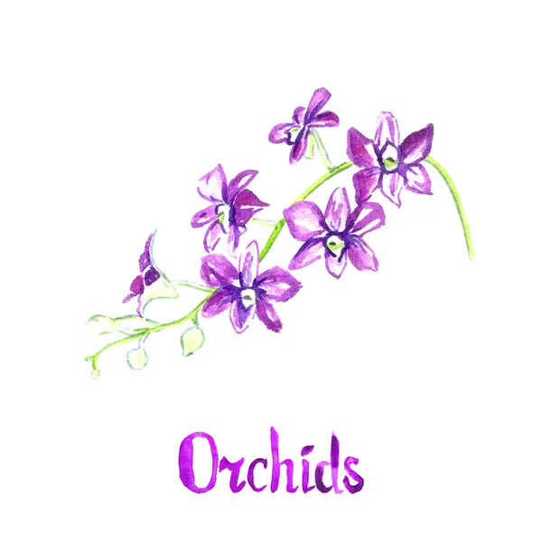 Dendrobium Orchids Flowers Isolated White Hand Painted Watercolor Illustration Handwritten — 图库照片
