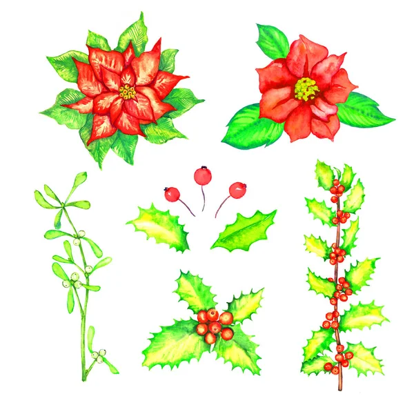 Piros Poinsettia Virág Magyal Fagyöngy Gallyak Bogyós Készlet Elszigetelt Fehér — Stock Fotó