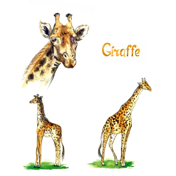 Giraffe Samling Ansigtsportræt Lille Stor Stående Græs Glade Side View - Stock-foto