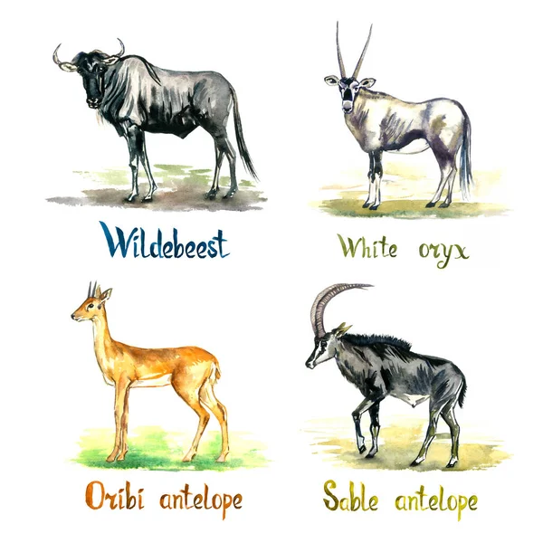 Wildebeest White Oryx Oribi Sable Antelopes Collection Handlained Watercolor Illustrated — стокове фото