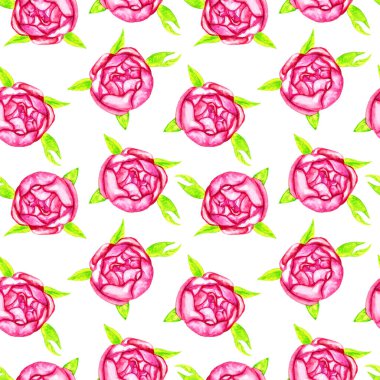 Yeşil yapraklı pembe gül üst görünüm, elle boyanmış suluboya resimleme, beyaz arkaplanda pürüzsüz desen tasarımı