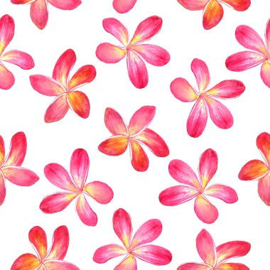 Plumeria rubra (acumeria rubra, acutifolia, lutea, rangipani, kırmızı paucipan, kırmızı-yasemin, kırmızı frangipani, yaygın frangipani, tapınak ağacı) çiçekli suluboya çizimi, beyaz üzerinde dikişsiz desen tasarımı