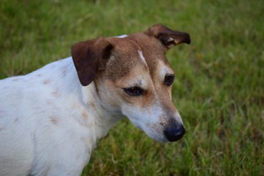 Jack Russell Teriyeri