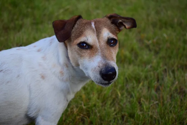 Jack Russell Terrier — Stockfoto