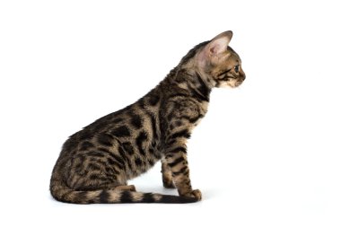 Yavru kedi bengal, üzerinde beyaz izole