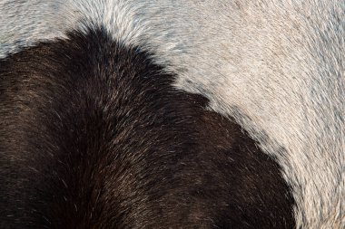 Hayvan tüyü manto. Güzel yakın plan at kılı çerçeveli arka plan. Beyaz ve kahverengi bir atın doğal ışık altında vücudunun bir parçasını detaylandır. Zarafet veya at teması için at tüyü soyut arkaplan