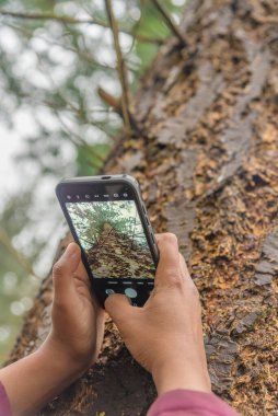 Alttan akıllı bir telefonla büyük bir ağacı yakalayan sakin bir fotoğraf anı. Yavaş gözlem, doğa takdiri, ağaç kabuğu dokusu ve orman ortamında barışçıl bir açık hava bağlantısını gösteriyor.