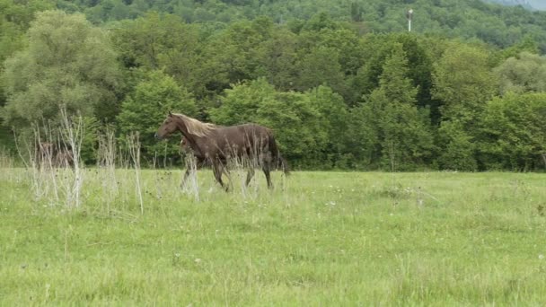 Running Mare com potro — Vídeo de Stock