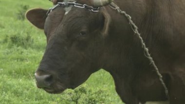 Genç bir yeşil çayır üzerinde boğa