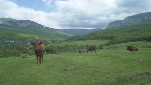 Cow Grazing On Mountain Pasture — Stock Video
