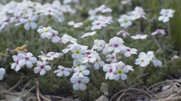 Piccoli fiori bianchi — Video Stock