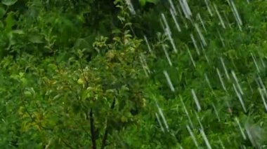 Ağaç dalları ve yaprakları Rüzgar