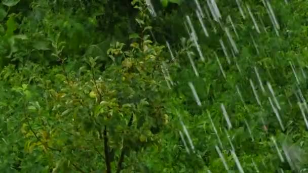 Branches d'arbres et feuilles dans le vent 