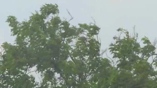 Дерево гілки і листя на вітрі — стокове відео