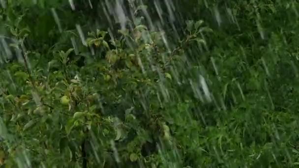 Branches d'arbres et feuilles dans le vent 