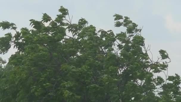 Rami degli alberi e foglie nel vento — Video Stock