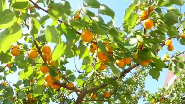 Apricot Tree Branch — Stock Video