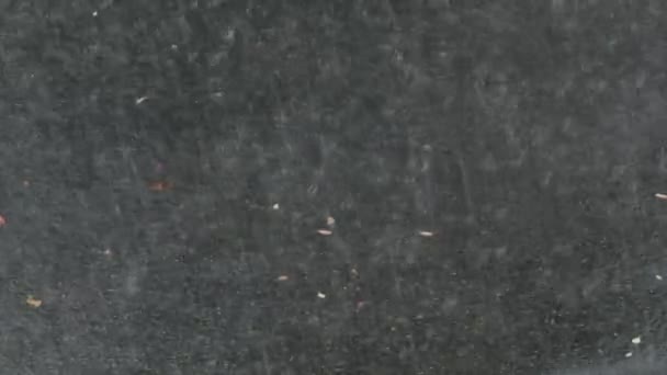 Silný déšť na asfaltu — Stock video