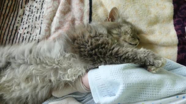 Bebek ve kedi onunla birlikte gündüz uyumak — Stok video