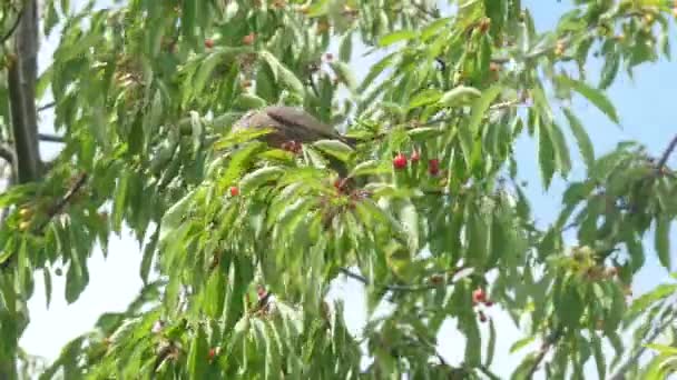 Pájaro negro común comiendo cerezas — Vídeo de stock