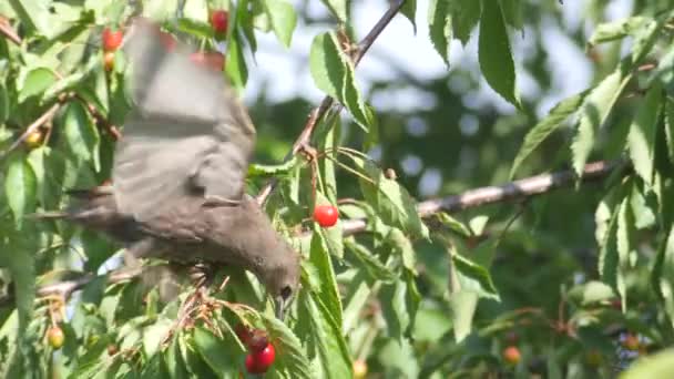 Pájaro negro común comiendo cerezas — Vídeo de stock