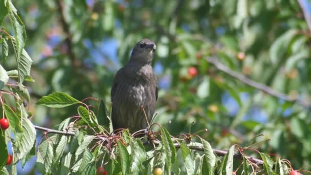 Quiscale commun sur les cerises — Video